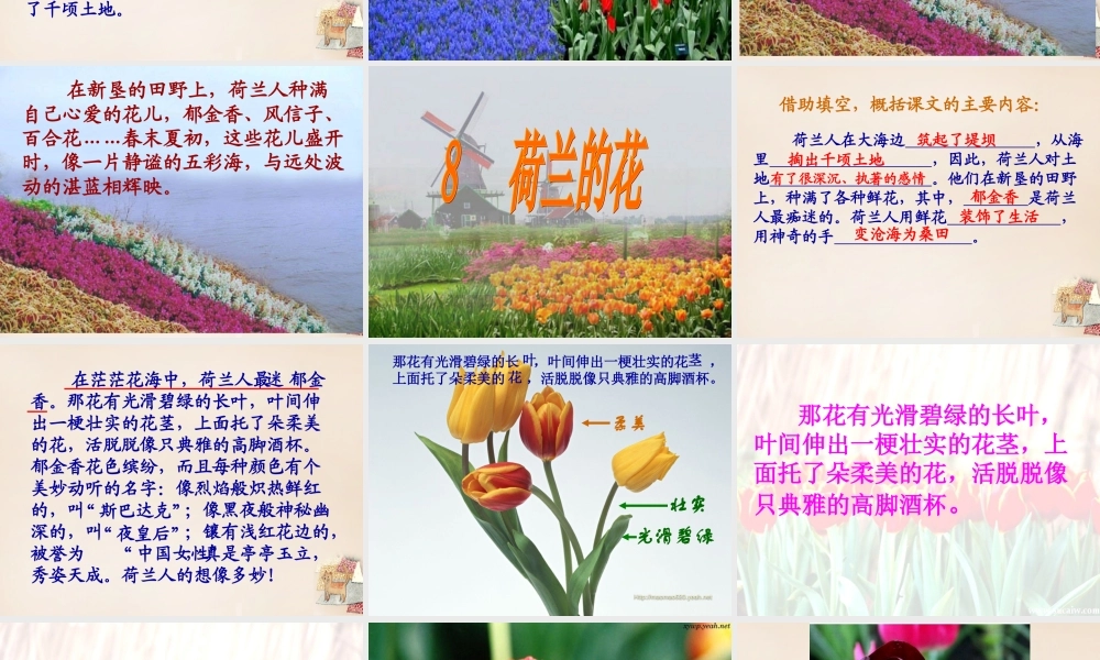 春五年级语文下册 8《荷兰的花》课件2 沪教版-沪教版小学五年级下册语文课件
