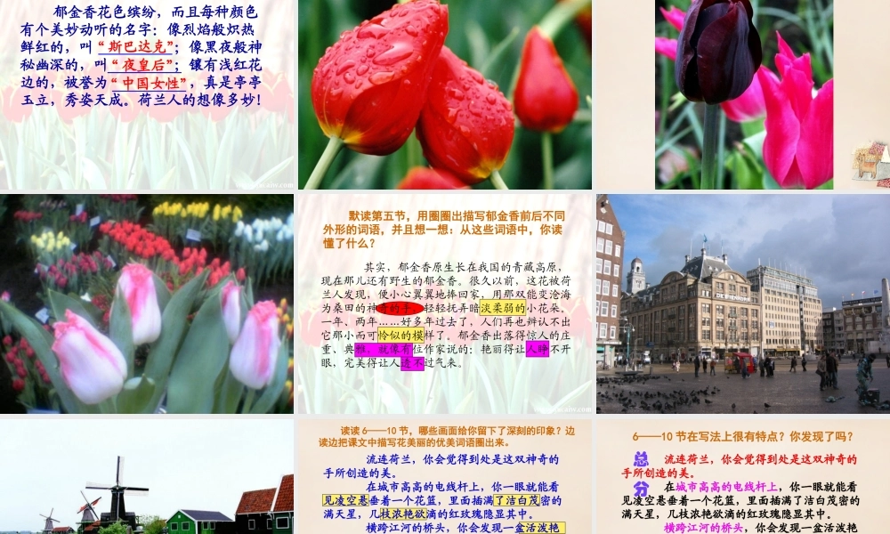 春五年级语文下册 8《荷兰的花》课件2 沪教版-沪教版小学五年级下册语文课件