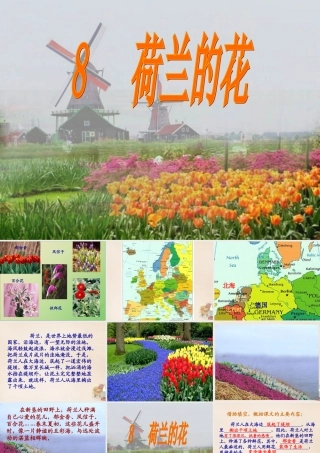 春五年级语文下册 8《荷兰的花》课件2 沪教版-沪教版小学五年级下册语文课件