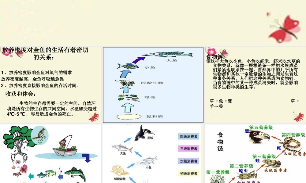 春六年级科学下册 3.5《给金鱼安个舒适的家》课件2 大象版-大象版小学六年级下册自然科学课件