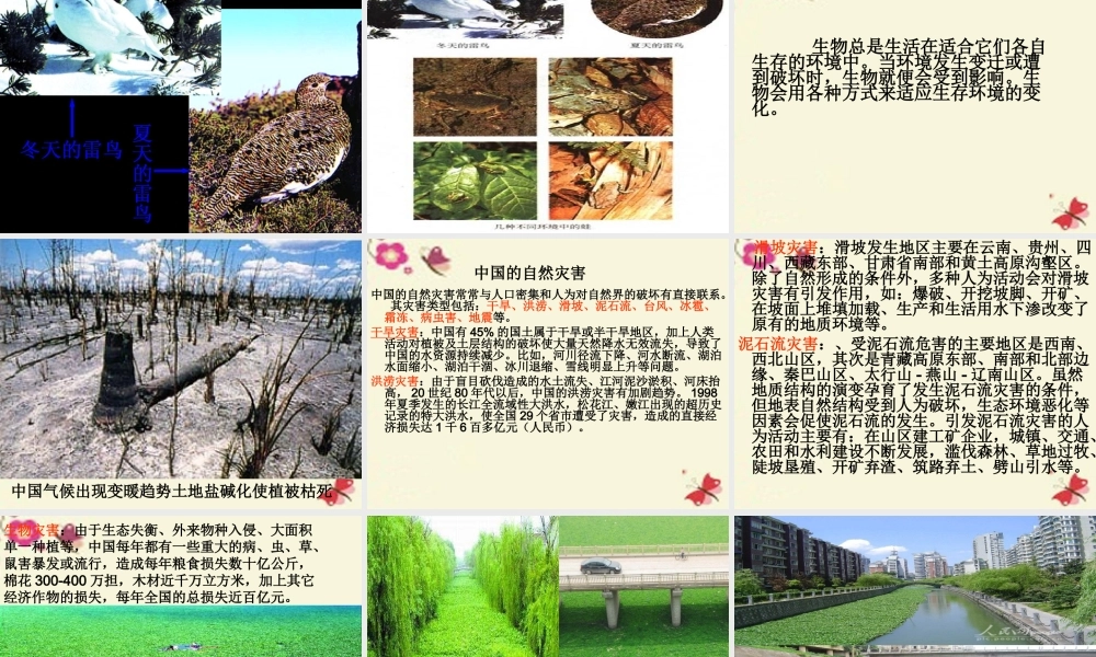 春六年级科学下册 3.5《给金鱼安个舒适的家》课件2 大象版-大象版小学六年级下册自然科学课件