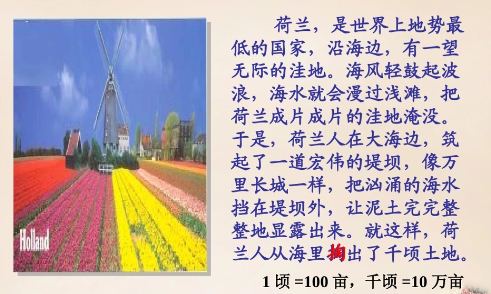 春五年级语文下册 8《荷兰的花》课件3 沪教版-沪教版小学五年级下册语文课件