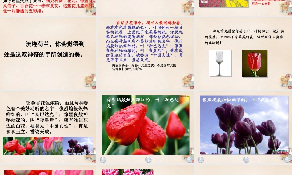 春五年级语文下册 8《荷兰的花》课件3 沪教版-沪教版小学五年级下册语文课件