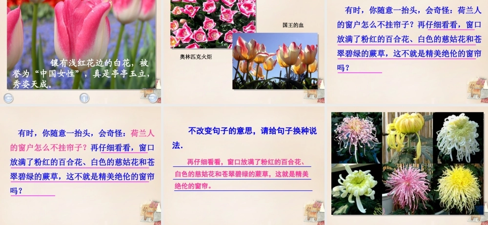 春五年级语文下册 8《荷兰的花》课件3 沪教版-沪教版小学五年级下册语文课件