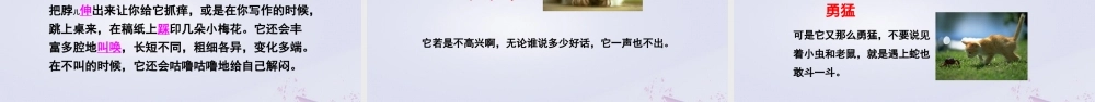 春五年级语文下册 第二单元 6 猫教学课件 语文S版-语文S版小学五年级下册语文课件