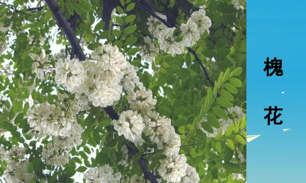 春五年级语文下册 第1课《槐乡的孩子》教学课件 冀教版-冀教版小学五年级下册语文课件