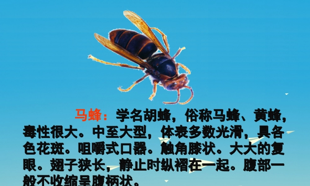 春五年级语文下册 第2课《捅马蜂窝》教学课件 冀教版-冀教版小学五年级下册语文课件