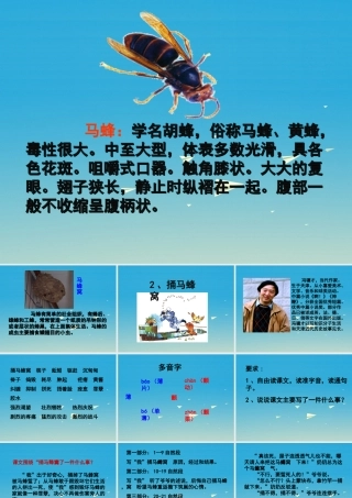 春五年级语文下册 第2课《捅马蜂窝》教学课件 冀教版-冀教版小学五年级下册语文课件