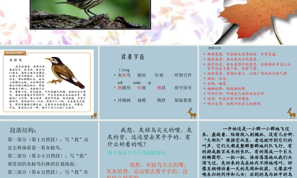 春五年级语文下册 第七单元 26 灰椋鸟教学课件 苏教版-苏教版小学五年级下册语文课件