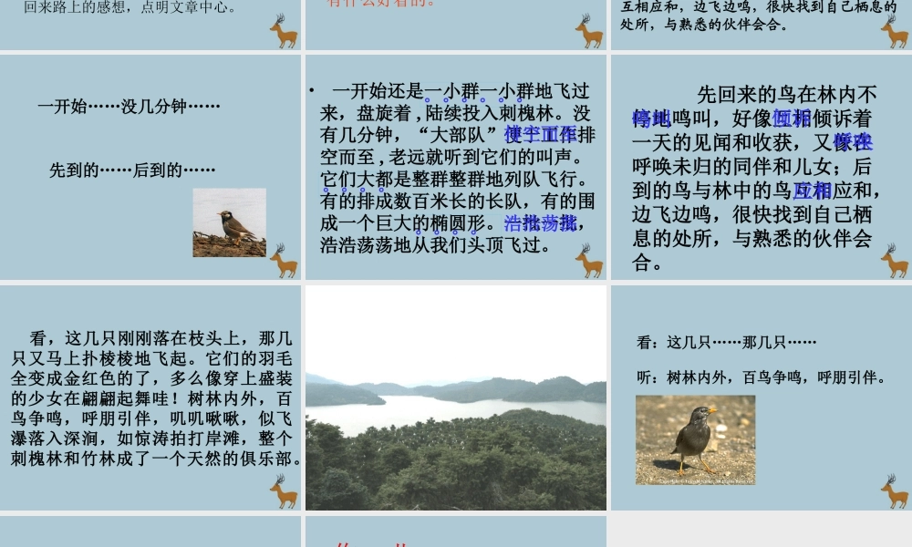 春五年级语文下册 第七单元 26 灰椋鸟教学课件 苏教版-苏教版小学五年级下册语文课件