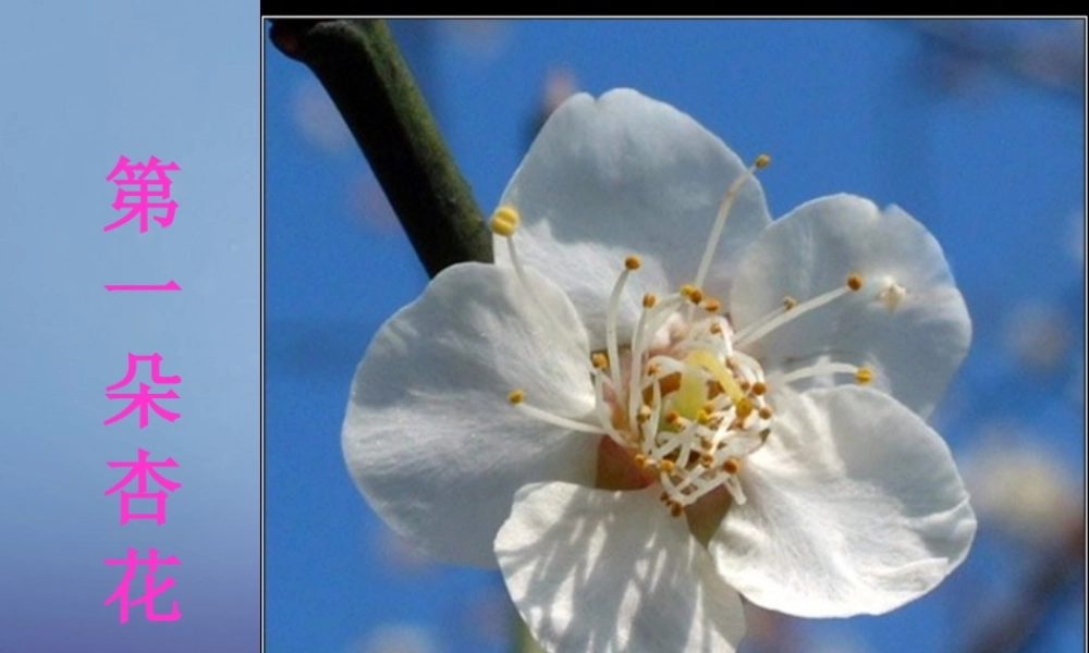 春三年级语文下册 第二单元 第7课《第一朵杏花》教学课件2 冀教版-冀教版小学三年级下册语文课件