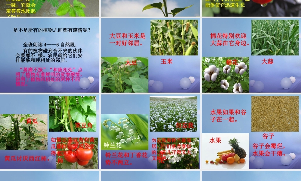 春三年级语文下册 第二单元 第8课《植物的“感情”》教学课件1 冀教版-冀教版小学三年级下册语文课件