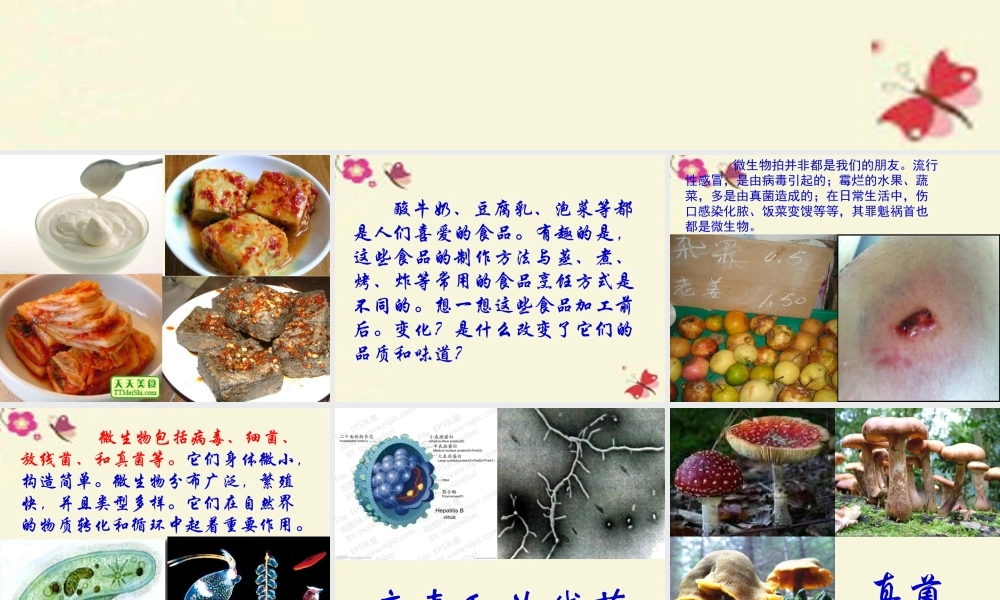 春五年级科学下册 5.1《寻找微生物》课件1 大象版-大象版小学五年级下册自然科学课件