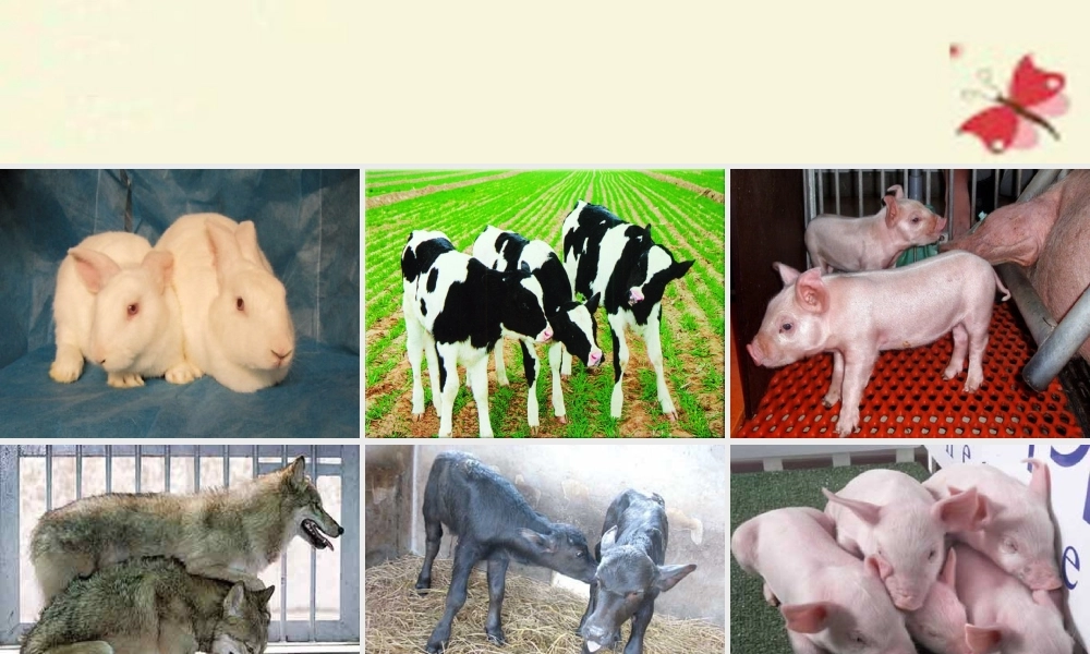 春五年级科学下册 6.2《可以一模一样吗》课件 大象版-大象版小学五年级下册自然科学课件