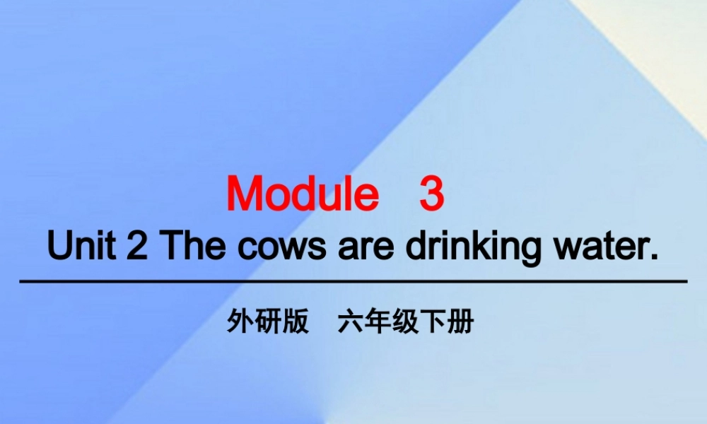 春六年级英语下册 Module 3 Unit 2《The cows are drinking water》课件2 （新版）外研版（三起）-（新版）外研版小学六年级下册英语课件