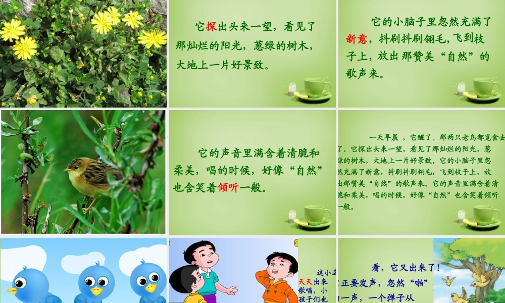 秋三年级语文上册《一只小鸟》课件1 北师大版-北师大版小学三年级上册语文课件