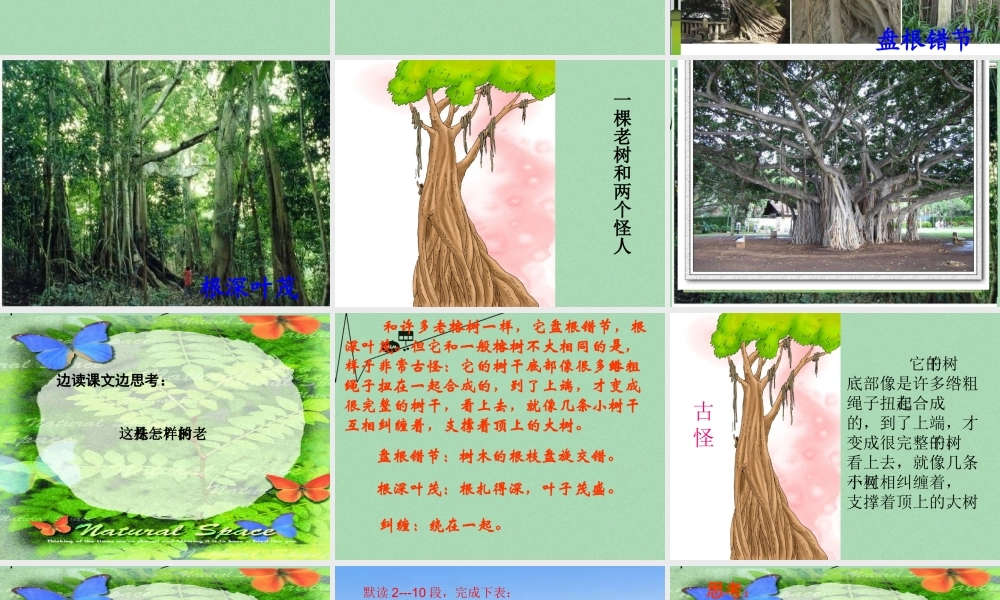 秋三年级语文上册《一株老树和两个怪人》课件1 冀教版-冀教版小学三年级上册语文课件