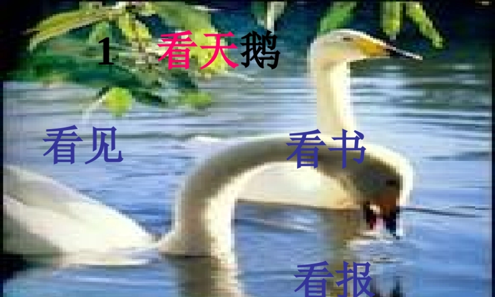 秋一年级语文上册《看天鹅》课件1 沪教版-沪教版小学一年级上册语文课件