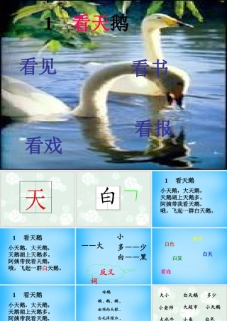 秋一年级语文上册《看天鹅》课件1 沪教版-沪教版小学一年级上册语文课件