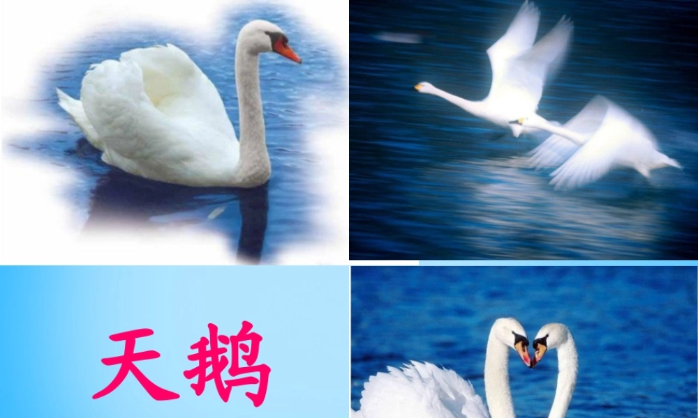 秋一年级语文上册《看天鹅》课件2 沪教版-沪教版小学一年级上册语文课件