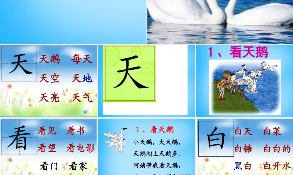 秋一年级语文上册《看天鹅》课件2 沪教版-沪教版小学一年级上册语文课件