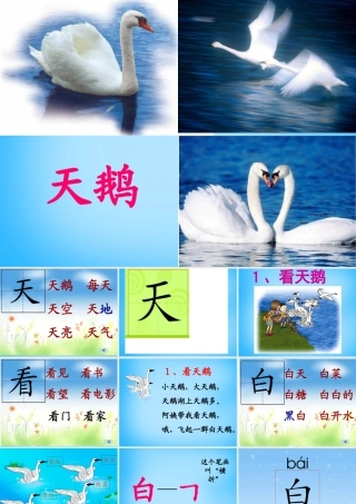 秋一年级语文上册《看天鹅》课件2 沪教版-沪教版小学一年级上册语文课件