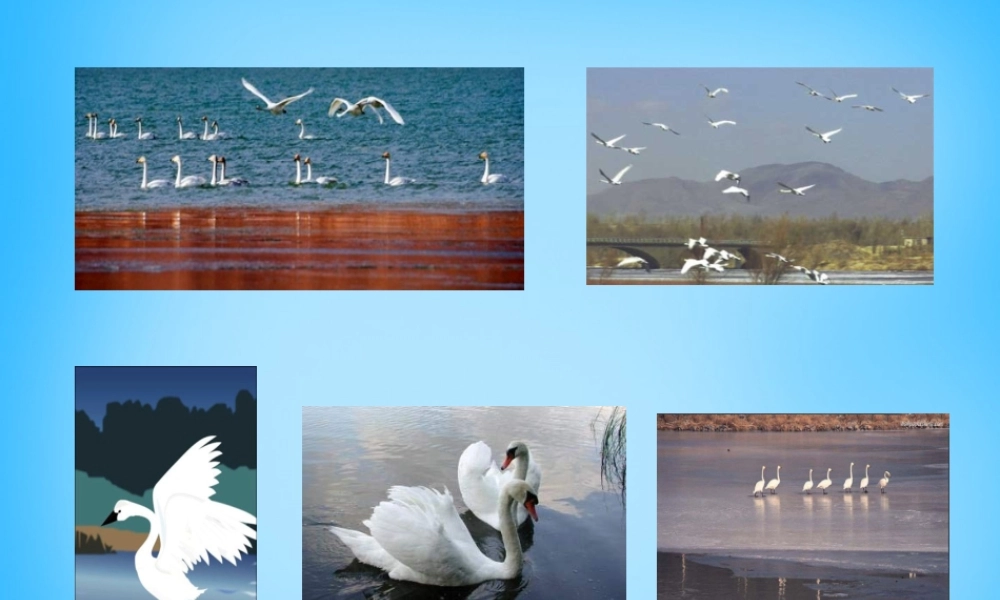 秋一年级语文上册《看天鹅》课件3 沪教版-沪教版小学一年级上册语文课件