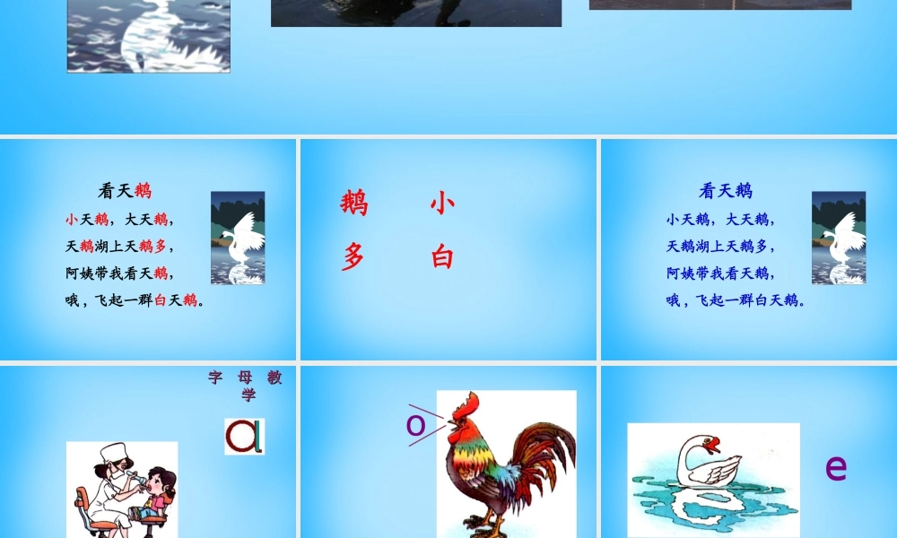 秋一年级语文上册《看天鹅》课件3 沪教版-沪教版小学一年级上册语文课件