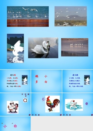 秋一年级语文上册《看天鹅》课件3 沪教版-沪教版小学一年级上册语文课件