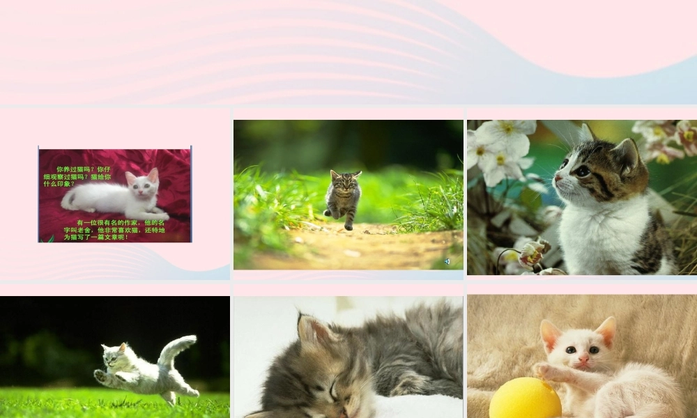 春四年级语文下册 第四单元 13 猫课件 新人教版-新人教版小学四年级下册语文课件