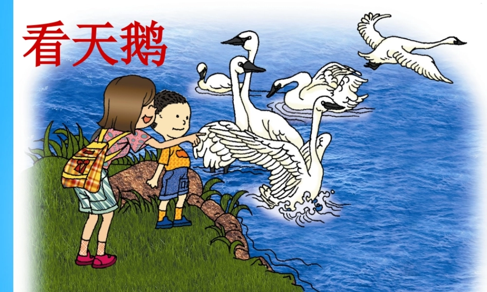 秋一年级语文上册《看天鹅》课件4 沪教版-沪教版小学一年级上册语文课件