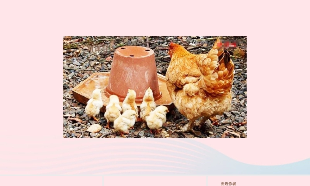 春四年级语文下册 第四单元 14母鸡课堂教学课件 新人教版-新人教版小学四年级下册语文课件