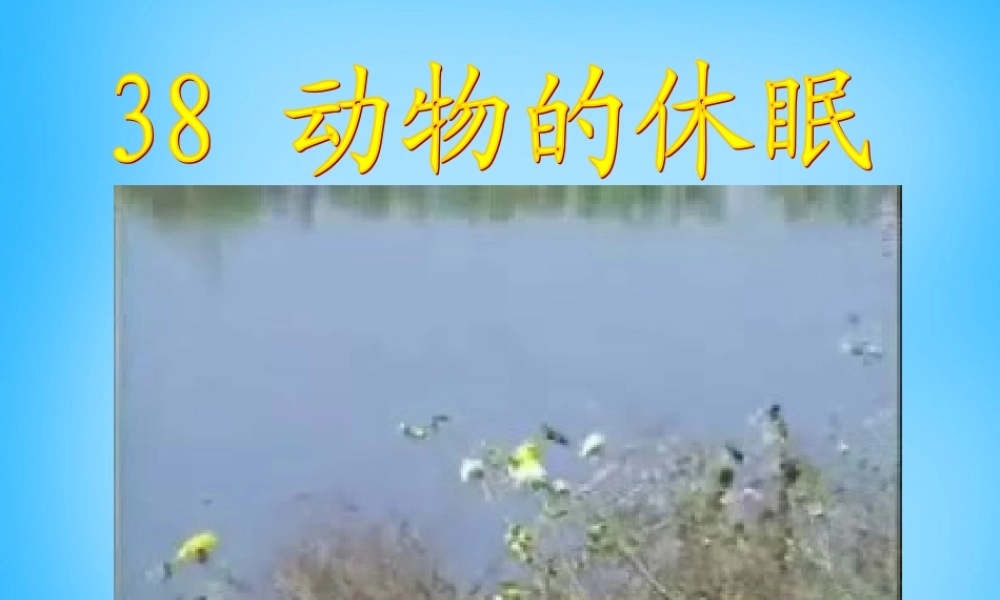 秋三年级语文上册《动物的休眠》课件4 沪教版-沪教版小学三年级上册语文课件