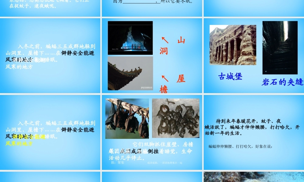 秋三年级语文上册《动物的休眠》课件4 沪教版-沪教版小学三年级上册语文课件