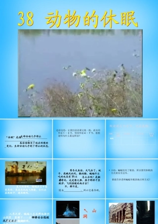 秋三年级语文上册《动物的休眠》课件4 沪教版-沪教版小学三年级上册语文课件