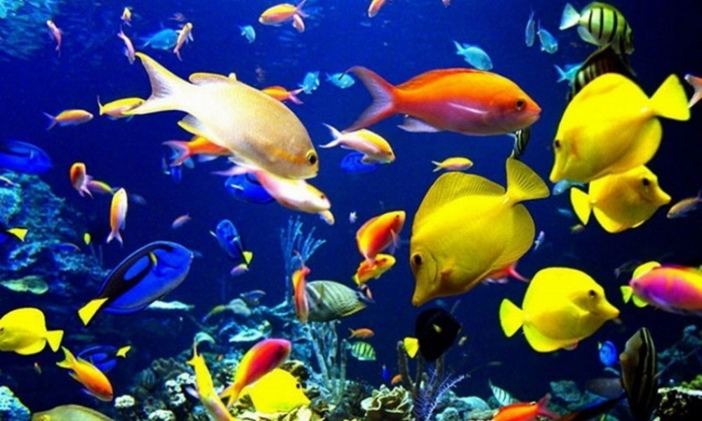 秋一年级语文上册《热带鱼》课件1 北师大版-北师大版小学一年级上册语文课件