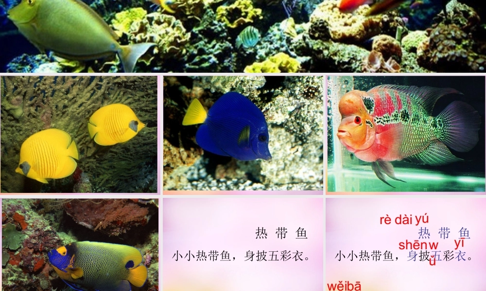 秋一年级语文上册《热带鱼》课件1 北师大版-北师大版小学一年级上册语文课件