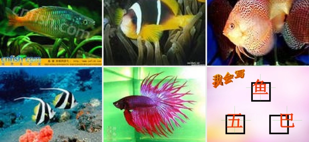 秋一年级语文上册《热带鱼》课件1 北师大版-北师大版小学一年级上册语文课件