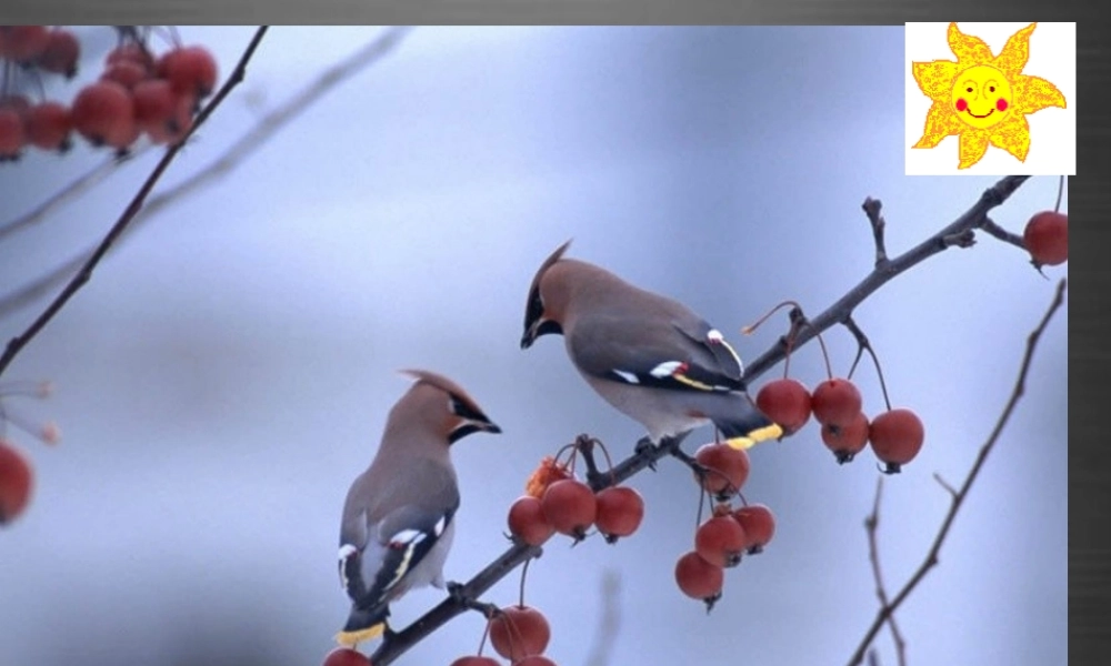秋一年级语文上册《山青青》课件1 冀教版-冀教版小学一年级上册语文课件