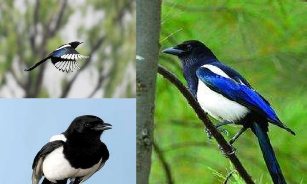 秋一年级语文上册《树和喜鹊》课件3 冀教版-冀教版小学一年级上册语文课件