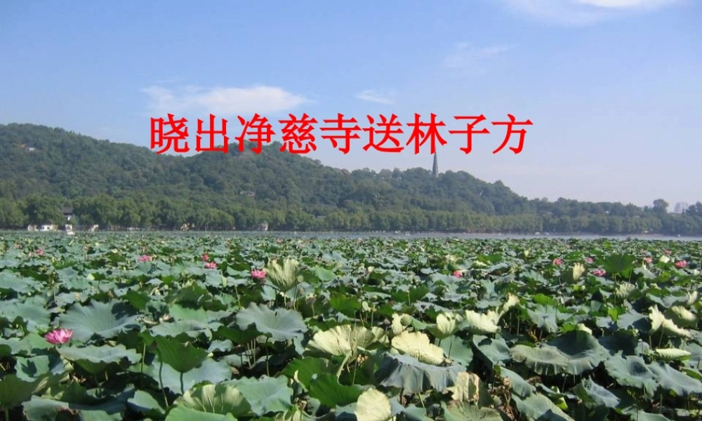 秋三年级语文上册《古诗诵读 晓出净慈寺送林子方》课件3 沪教版-沪教版小学三年级上册语文课件