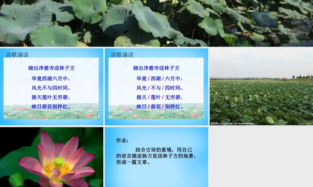 秋三年级语文上册《古诗诵读 晓出净慈寺送林子方》课件3 沪教版-沪教版小学三年级上册语文课件