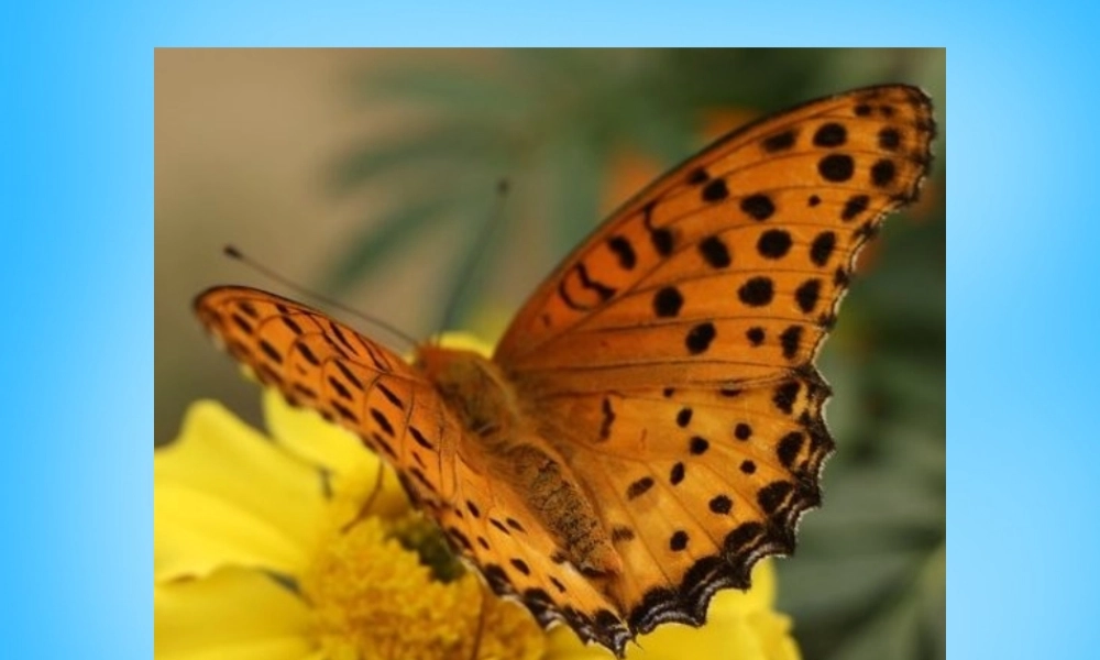 秋三年级语文上册《刮脸》课件4 沪教版-沪教版小学三年级上册语文课件