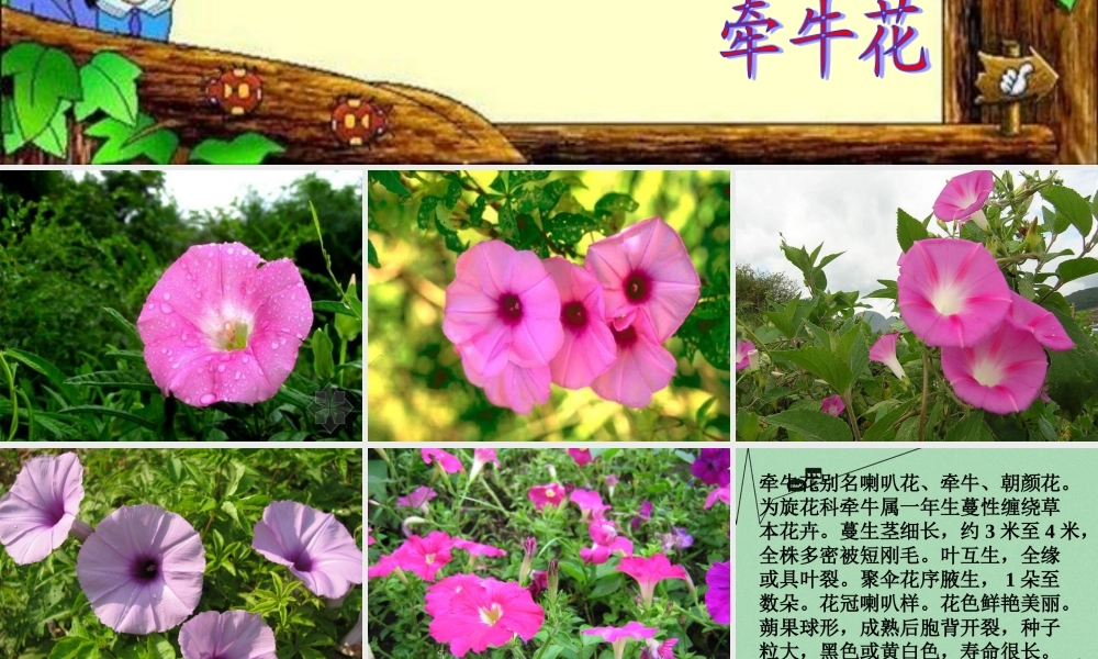 秋三年级语文上册《关于牵牛花的评论》课件3 冀教版-冀教版小学三年级上册语文课件