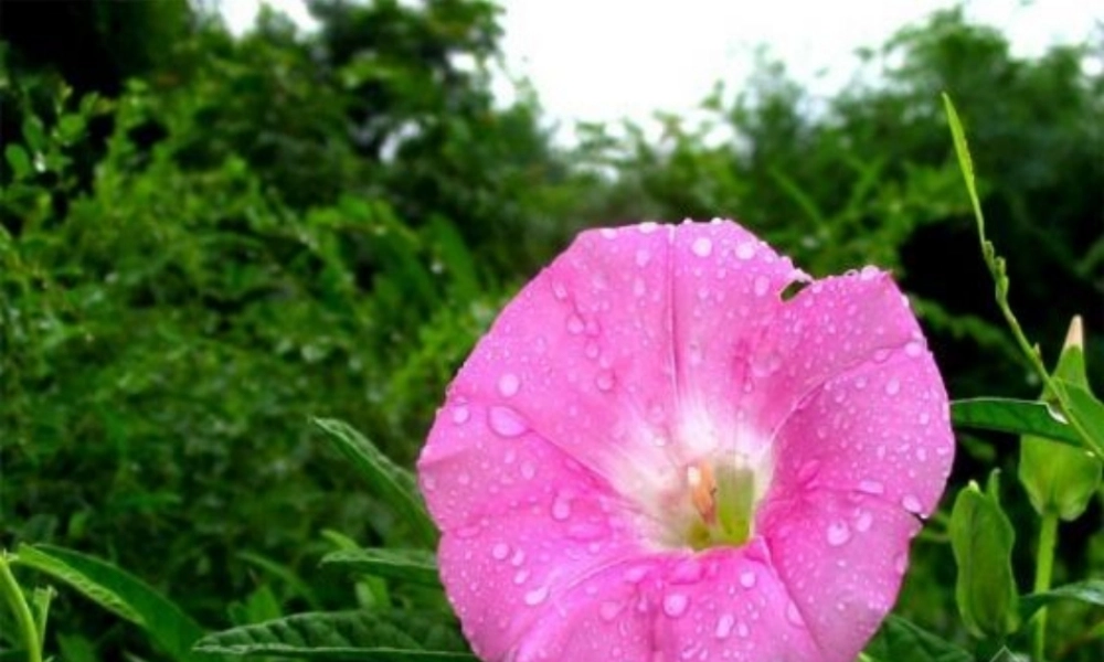 秋三年级语文上册《关于牵牛花的评论》课件4 冀教版-冀教版小学三年级上册语文课件