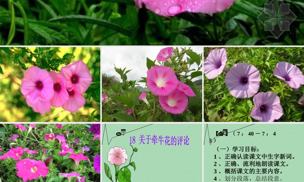 秋三年级语文上册《关于牵牛花的评论》课件4 冀教版-冀教版小学三年级上册语文课件