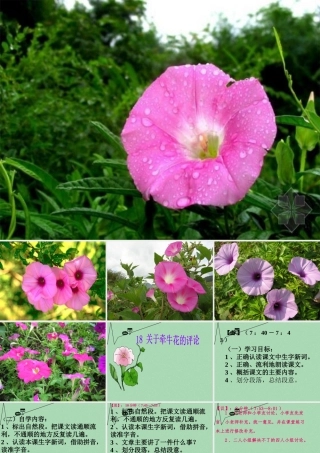 秋三年级语文上册《关于牵牛花的评论》课件4 冀教版-冀教版小学三年级上册语文课件