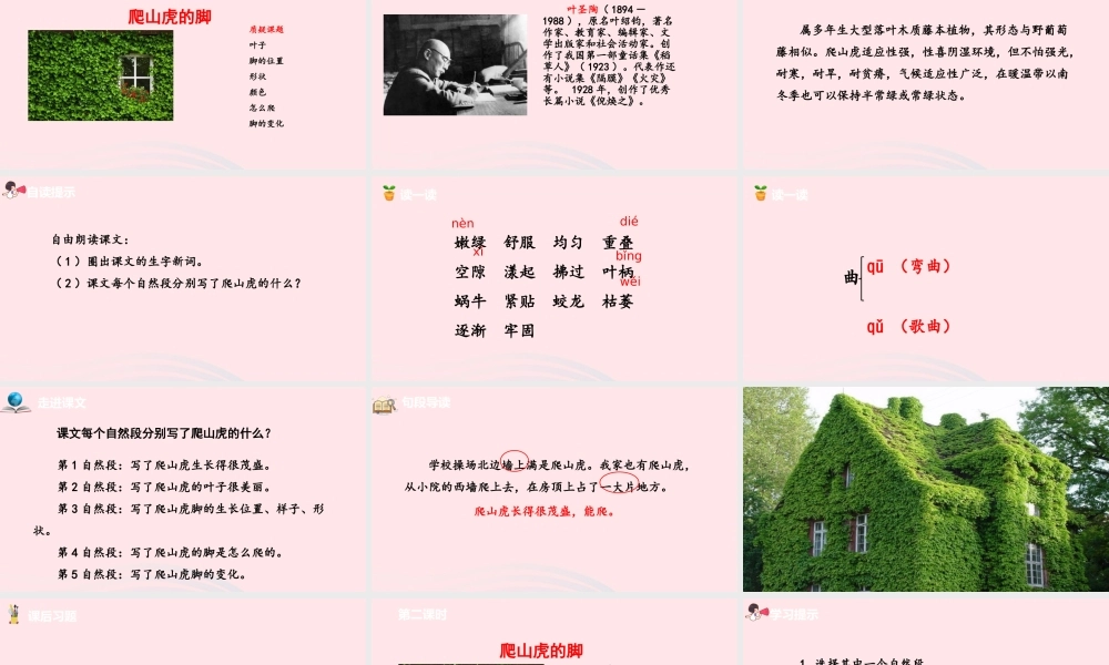 爬山虎的脚课件