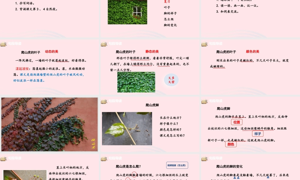 爬山虎的脚课件