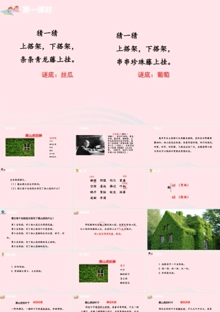 爬山虎的脚课件